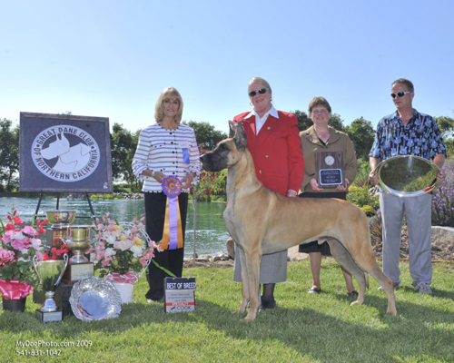 Best Of Breed - CH DOUBLE D DAYNAKIN PARTY BREW